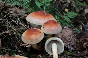 Hypholoma lateritium (3)